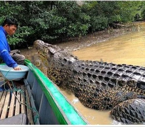 Buaya Riska Dipindahkan Ke Balikpapan Karena Mengancam Jiwa, Istri Gubernur Kaltim Sebut 'Mogok Makan'