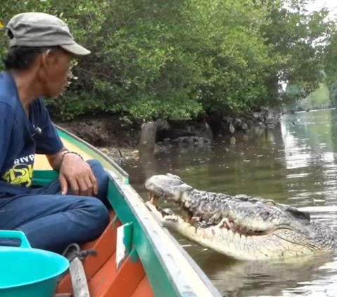 Buaya Riska Dipindahkan Ke Balikpapan Karena Mengancam Jiwa, Istri Gubernur Kaltim Sebut 'Mogok Makan'