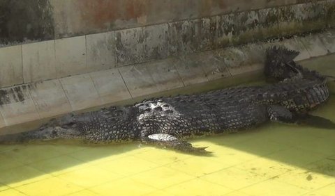 Keberadaan buaya Riska sempat dianggap mengancam keselamatan masyarakat di sekitar sungai.