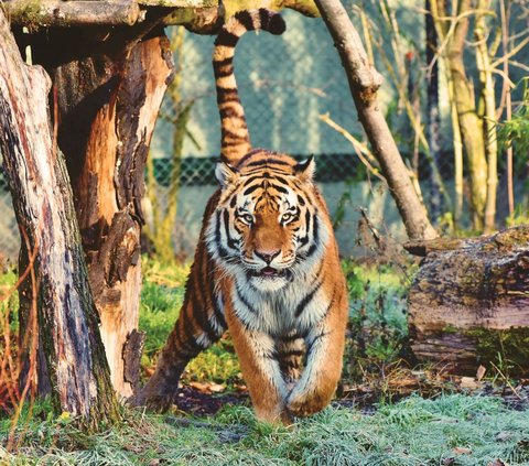 20 Arti Mimpi Melihat Macan yang Cukup Menakutkan, Ternyata Punya Makna, Apa Saja?