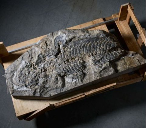 Orang Ini Temukan Fosil Kodok Purba Raksasa Sepanjang 1,2 Meter, Hidup Sebelum Era Dinosaurus
