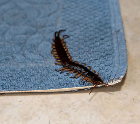 Husband Confides Being Terrorized by an Unknown Source of Centipedes, Wife Experiences Panic Attack When Almost Bitten