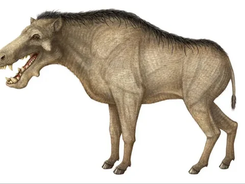 Facts about Hell Pig, the Terrifying Animal that Lived 20 Million Years Ago on Earth