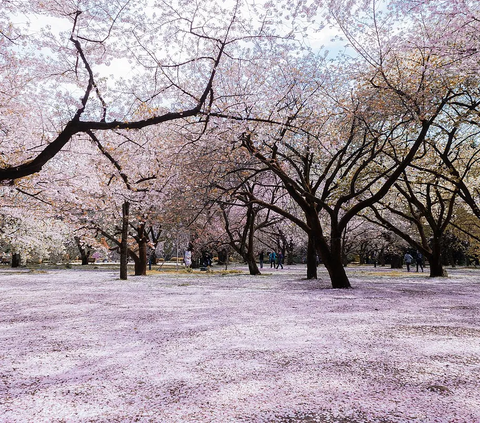 1. Shinjuku Gyoen adalah taman seluas 58,3 hektar yang membentang dari Shibuya sampai Shinjuku.