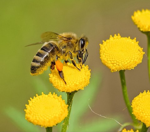 15 Meanings of Dreaming Being Chased by Bees, Warning of Danger Lurking