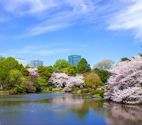 2. Shinjuku Gyoen adalah salah satu tempat paling populer untuk hanami (memandang bunga) di Tokyo.