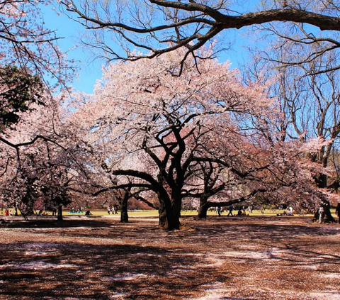 3. Meskipun selalu ramai dikunjungi warga Tokyo dan wisatawan asing di segala musim, pengunjung Shinjuku Gyoen paling membludak saat musim semi.