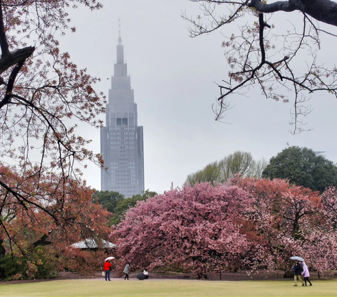 4. Shidare atau sakura juntai mekar sejak akhir Maret.