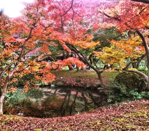 9. Saat memasuki musim gugur, Shinjuku Gyoen menampilkan keindahan yang berbeda.