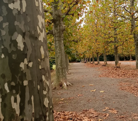 10. Row of Plane Trees merupakan salah satu spot yang paling cocok dikunjungi saat musim gugur.