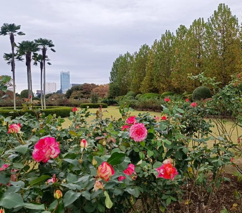 11. Rose Beds yang bersebelahan dengan Row of Plane Trees juga tetap indah dengan bunga-bunga mawar yang bermekaran meskipun di musim gugur.