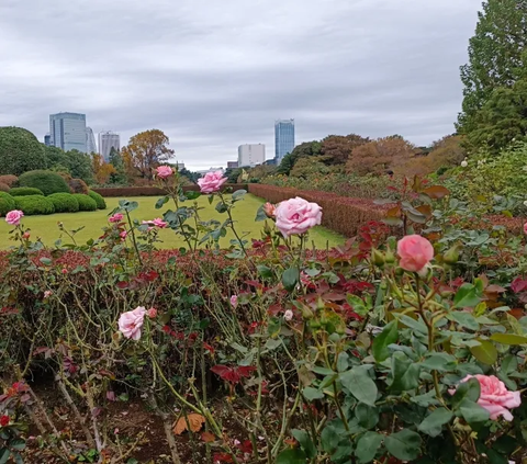 12. Menurut situs resmi Shinjuku Gyoen National Garden, ada lebih dari 100 varietas mawar yang ditanam di sini.