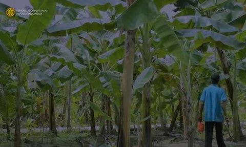 Mbah Lasio, Korban Gempa Yogyakarta yang Sukses Terbang ke Italia Sebagai Petani Pisang