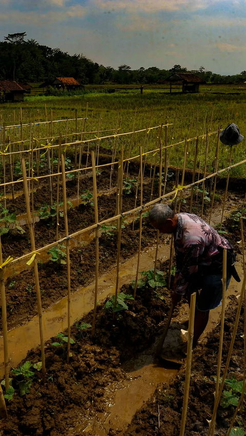 Berikut daftar lima petani terkaya di dunia menurut Forbes: