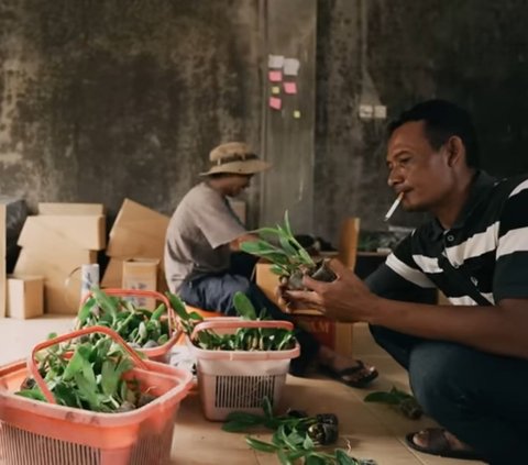 Tak Kunjung Dapat Kerja, Pria ini Jadi Petani Anggrek Beromzet Rp400 Juta per Bulan