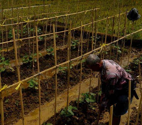 Miris Pendapatan Petani di Indonesia Masih di Bawah UMP, Rata-Rata Rp1 Juta