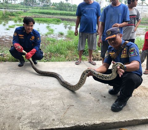 Induk Ular Sanca dan 7 Anaknya Bersarang di Bawah Teras Warga Tangerang