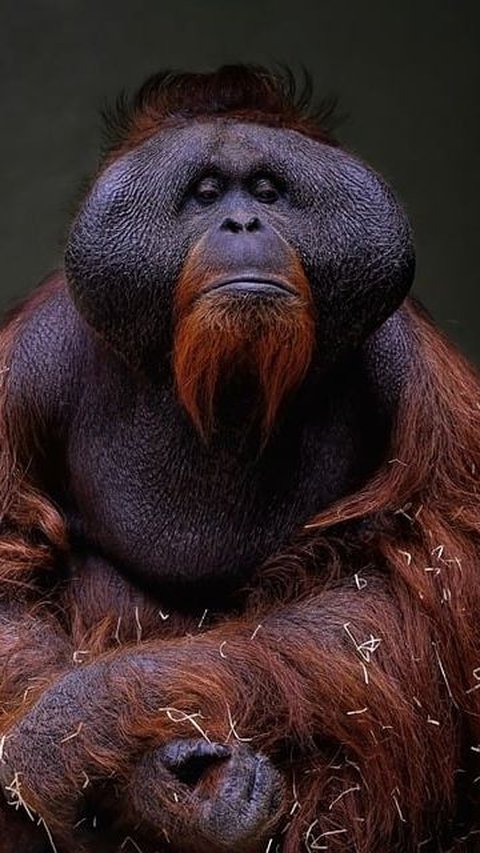 1. Orangutan
