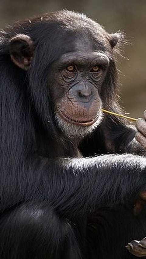 3. Chimpanzee
