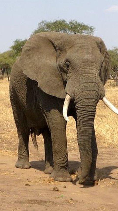 4. Elephant