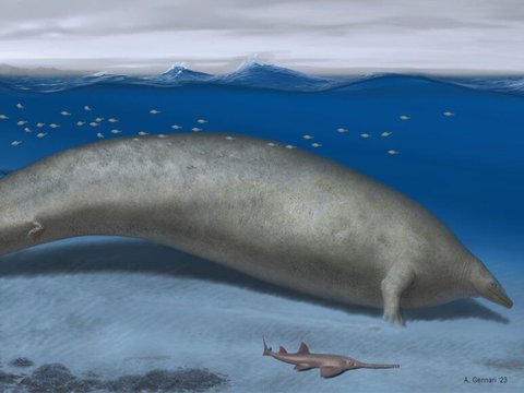 Viral Discovery of Ancient Whale Rib, Could Be the Heaviest in World History