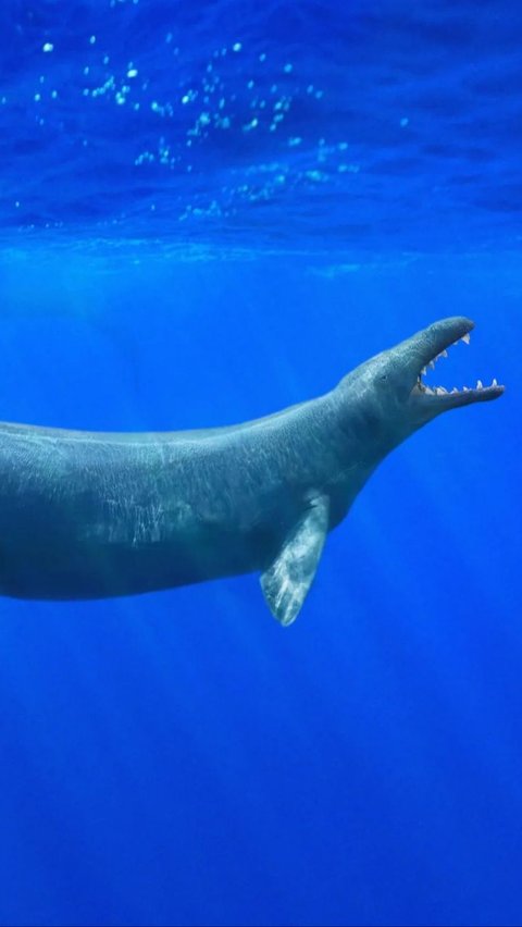 Viral Discovery of Ancient Whale Rib, Could Be the Heaviest in World History