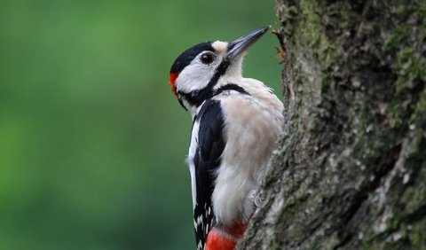10. Woodpecker