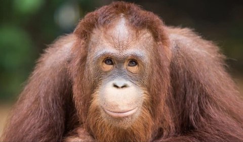 1. Orang Utan