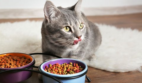 Makanan Kucing dan Snack