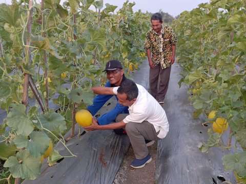 Kisah “Profesor” Melon dari Perdesaan Bojonegoro, Telaten Rawat Buah Premium Cuan Puluhan Juta per Bulan