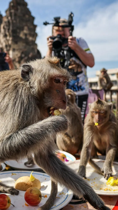 Sekitar 2.000 monyet yang ada di kawasan kuil Thailand mendapat makanan melimpah yang disediakan dalam festival tersebut.<br>