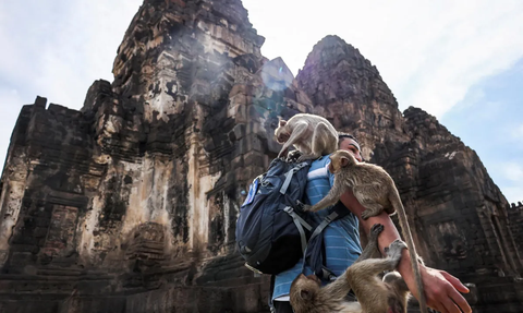 FOTO: Keusilan Monyet-Monyet saat Perayaan Monkey Buffet Festival di Thailand