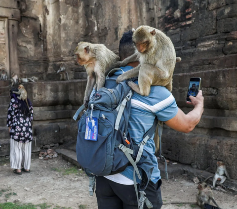 FOTO: Keusilan Monyet-Monyet saat Perayaan Monkey Buffet Festival di Thailand