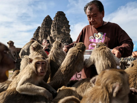 FOTO: Keusilan Monyet-Monyet saat Perayaan Monkey Buffet Festival di Thailand