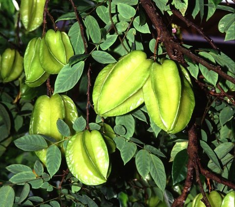 Sekali Tanam Bisa Sejahtera hingga Anak Cucu, Petani Belimbing Asal Blitar Bongkar Rahasianya