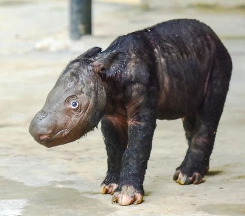 Kementerian Lingkungan Hidup dan Kehutanan RI merilis kehadiran bayi badak yang lahir dari seekor induk bernama Delilah. Kelahiran ini telah menambah daftar anggota keluarga baru di Suaka Rhino Sumatera Taman Nasional Way Kambas (SRS TNWK).