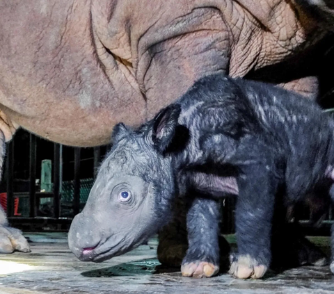 FOTO: Lucunya Bayi Badak yang Lahir dari Induk Delilah di Taman Nasional Way Kambas