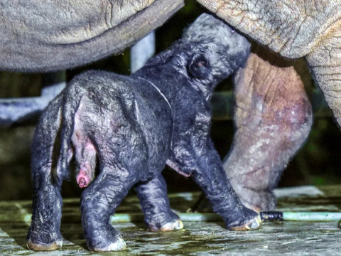 FOTO: Lucunya Bayi Badak yang Lahir dari Induk Delilah di Taman Nasional Way Kambas