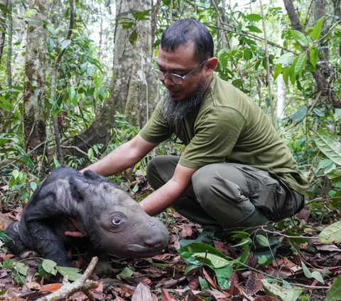 FOTO: Lucunya Bayi Badak yang Lahir dari Induk Delilah di Taman Nasional Way Kambas