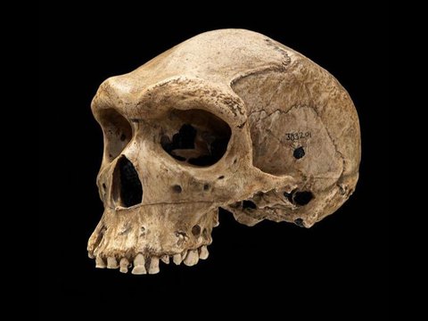 Discovery of 125,000-Year-Old Skull with Bullet-Like Hole Leaves Archaeologists Confused