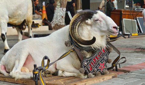 Kaitan dengan domba Garut, dikatakan Beni, Pemerintah Kabupaten Garut memiliki dua arah kebijakan.