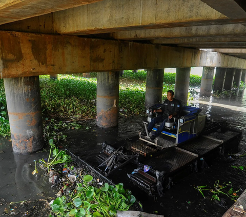 FOTO: Melihat Pembersihan Eceng Gondok di Situ Pengarengan yang Sudah Mirip Daratan di Depok