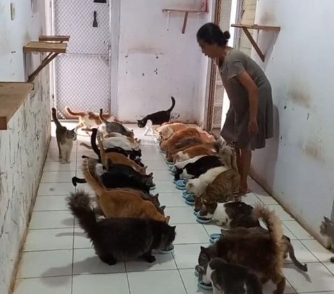Viral Wanita Punya Ratusan Ekor Kucing di Rumah, Ini Sosok Tuti Suprapti yang Curi Perhatian