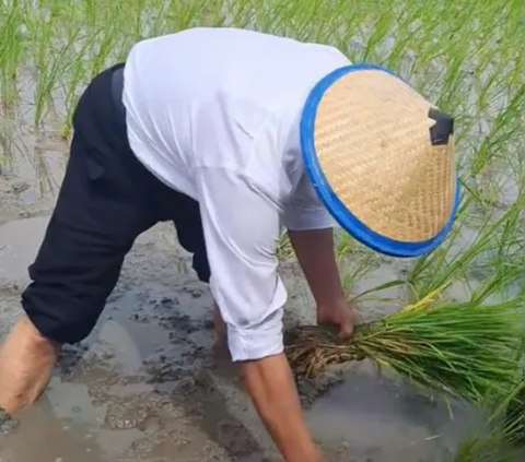 Sengit, Ibu Gubernur Lomba Tanam Padi lawan Menteri Pertanian di Sawah, Siapakah Pemenangnya?