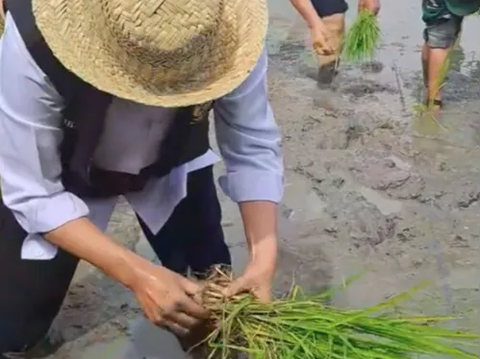 Sengit, Ibu Gubernur Lomba Tanam Padi lawan Menteri Pertanian di Sawah, Siapakah Pemenangnya?