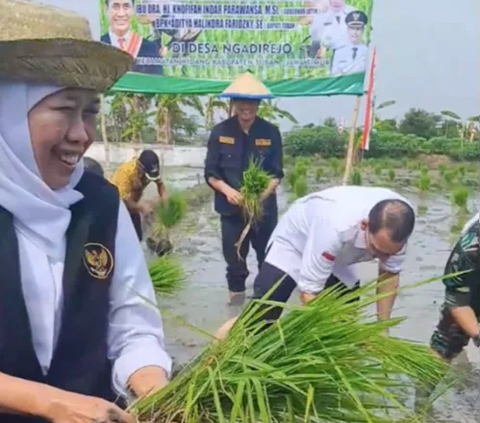 Sengit, Ibu Gubernur Lomba Tanam Padi lawan Menteri Pertanian di Sawah, Siapakah Pemenangnya?