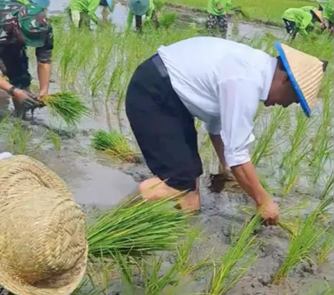 Sengit, Ibu Gubernur Lomba Tanam Padi lawan Menteri Pertanian di Sawah, Siapakah Pemenangnya?