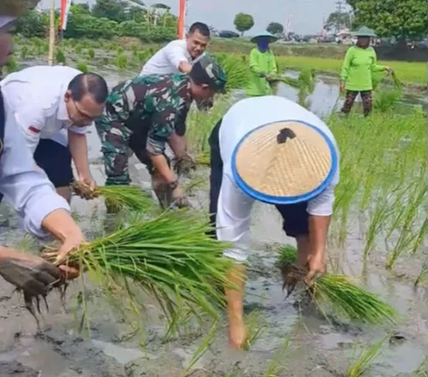 Sengit, Ibu Gubernur Lomba Tanam Padi lawan Menteri Pertanian di Sawah, Siapakah Pemenangnya?