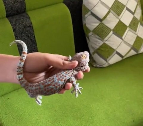 Viral SD Child Captures Gecko to Help Scared Teacher, His Brave Action Receives Praise