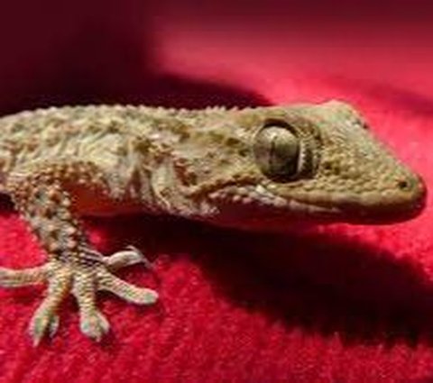 Viral SD Child Captures Gecko to Help Scared Teacher, His Brave Action Receives Praise